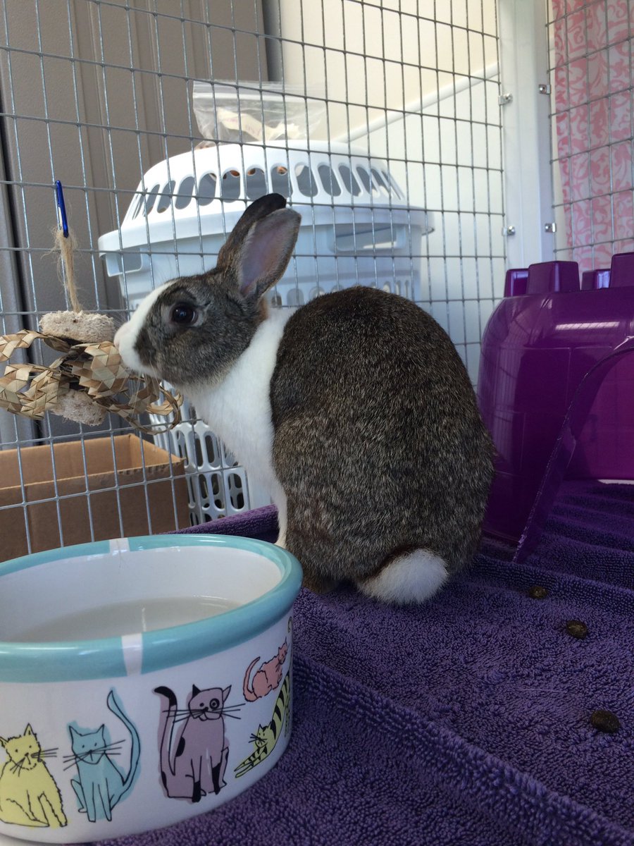 Meet Chester the rabbit. He's looking for a great home to jump around in!🐰