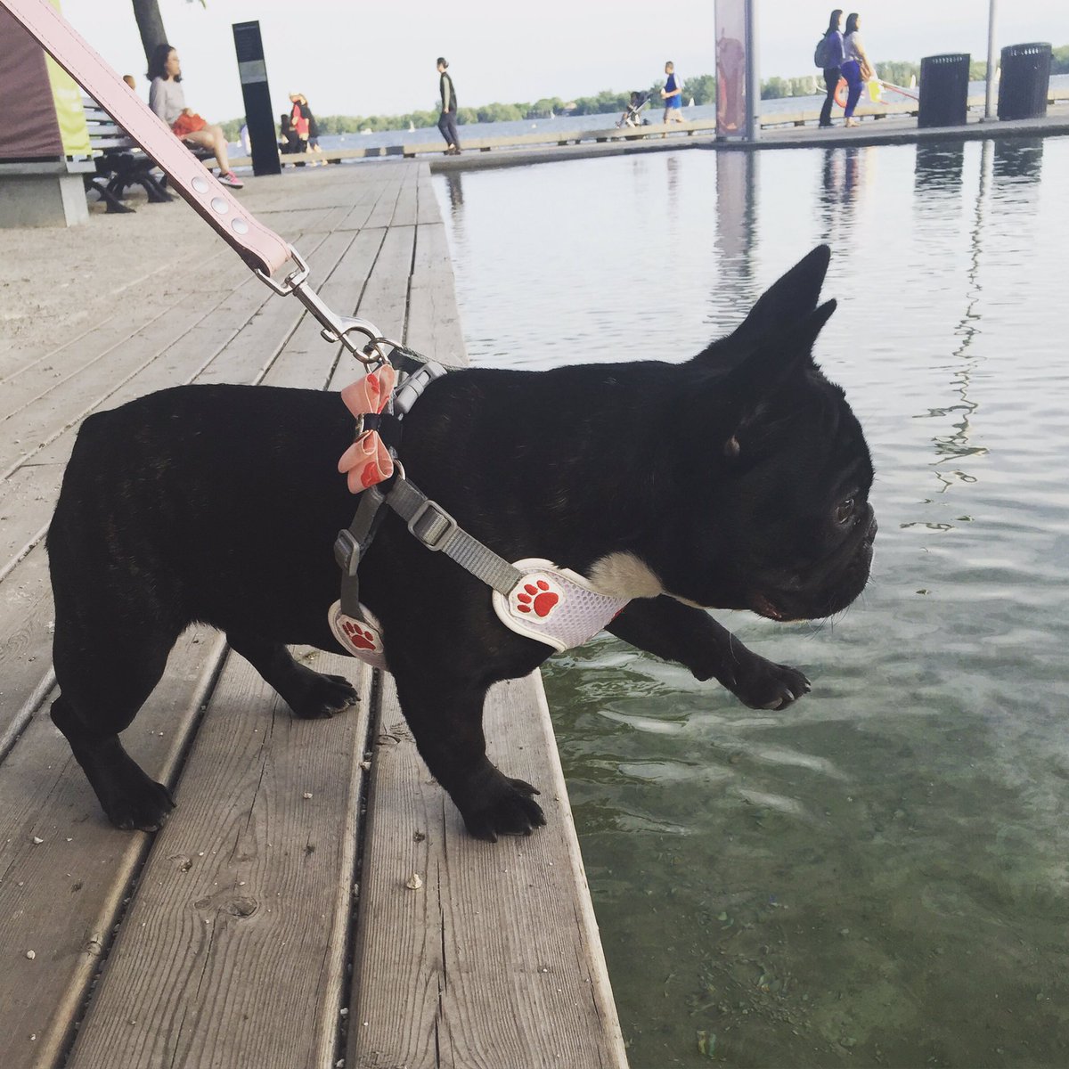 Bonus_Frenchie's tweet photo. https://t.co/ymsu4swUGe