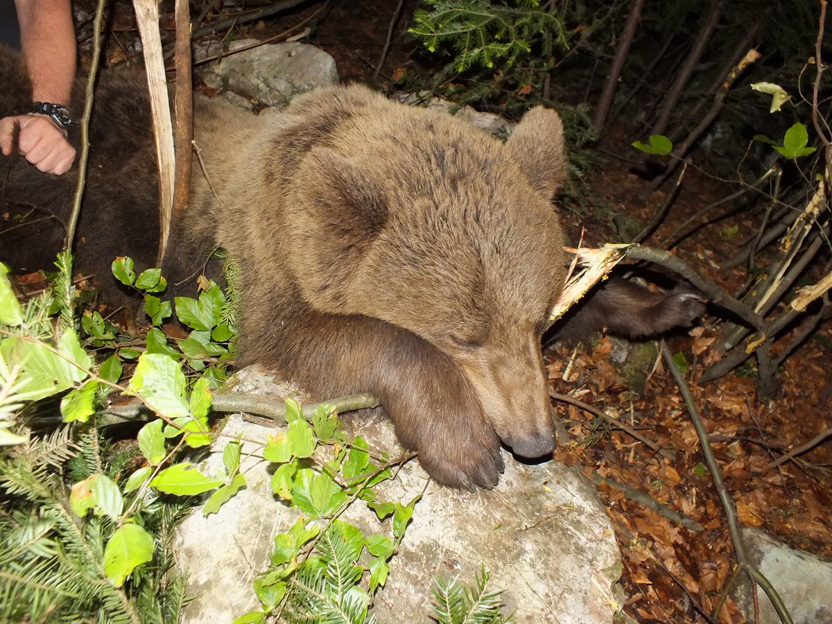 Povređenom medvedu ukazana pomoć adriadaily.com/drustvo/povred… #Slovenia #exYU #BiH