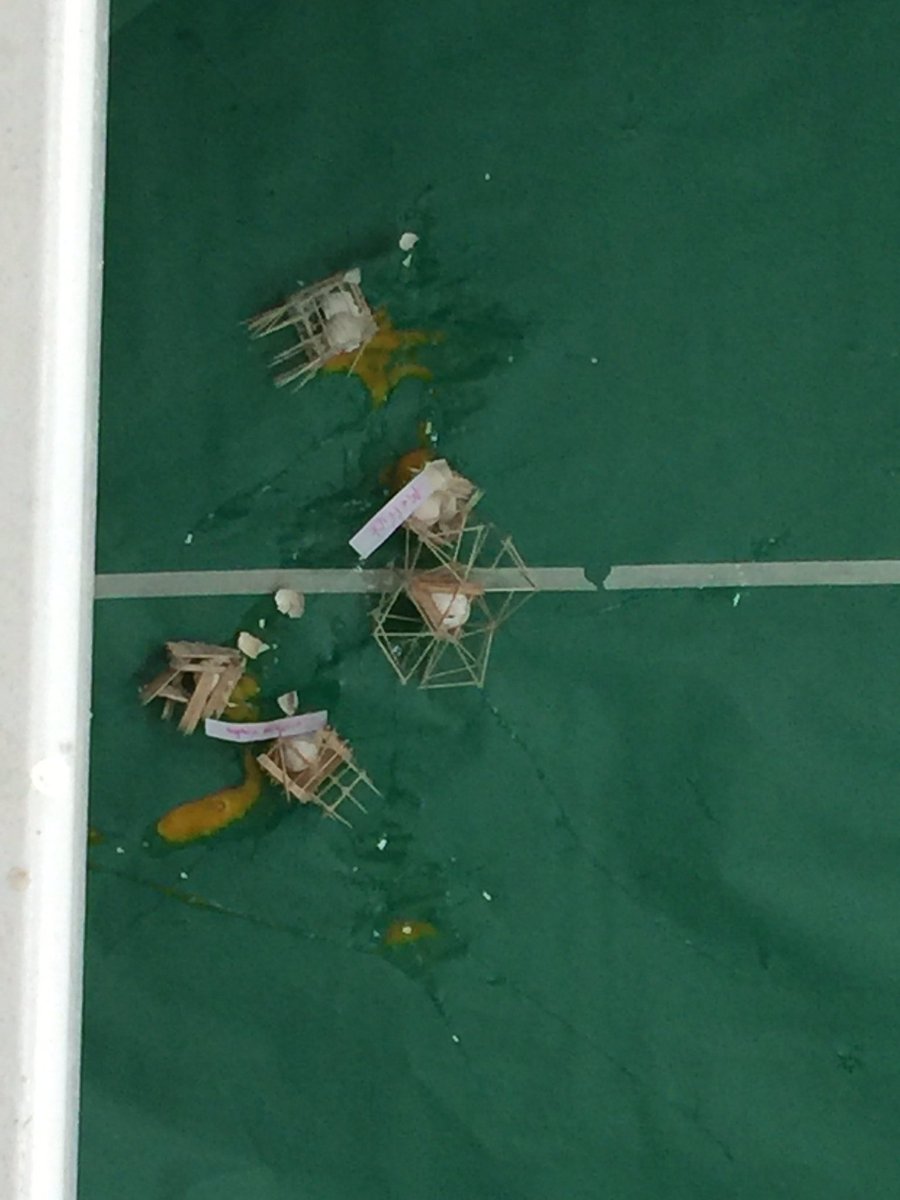 GWMStweets's tweet photo. The Great Egg Drop. More surviving designs than one would think. Great job Mrs. McNutt and the 8th grade @ACPSk12 https://t.co/gFuPr7z119