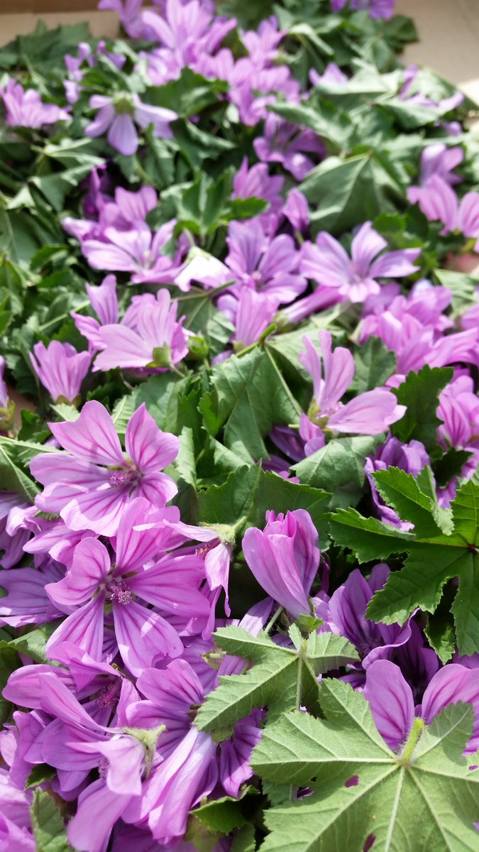 Heilkräuter sammeln im Weingarten- our own medical #herbs, vineyard #kirchleiten in #kapfenstein #winklerhermaden