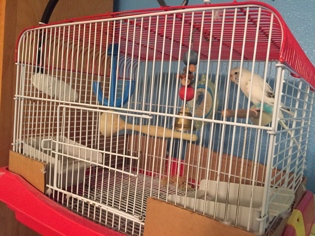 SandyEagon3's tweet image. Need a new home for my client&apos;s parakeet. #realtorhelp #wejumpin   #freebird