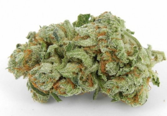 With #SharkWeek quickly approaching, we thought #GreatWhiteKush would be appropriate. bit.ly/1XcumP1  #GMC