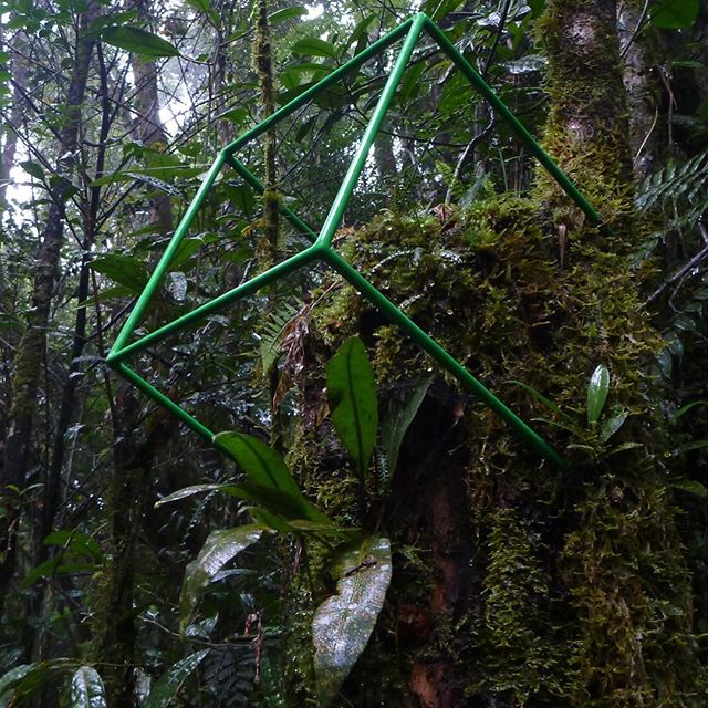 SenecaParkZoo's tweet photo. Photo of #OneCubicFoot at work in #Madagascar by Chris Meyer via @NMNH https://t.co/ECmkgpVpU0 https://t.co/F6xbZX80WJ