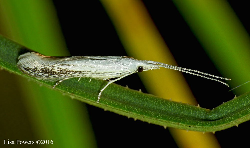 FroghavenFarm's tweet photo. Tiny but beautiful! #Micromoths #NMW #Mother #Nature #LeeCountyVA #Biodiversity https://t.co/IsRlxBQ6F6