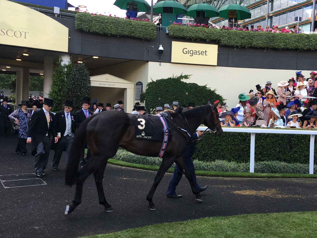 Cole Porter about to run