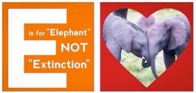 elephantsdc's tweet photo. Children learn "E" is for "Elephant" β not "Extinction."
#BanIvorySales
#ivoryfreePA https://t.co/6X7gv1M6kU