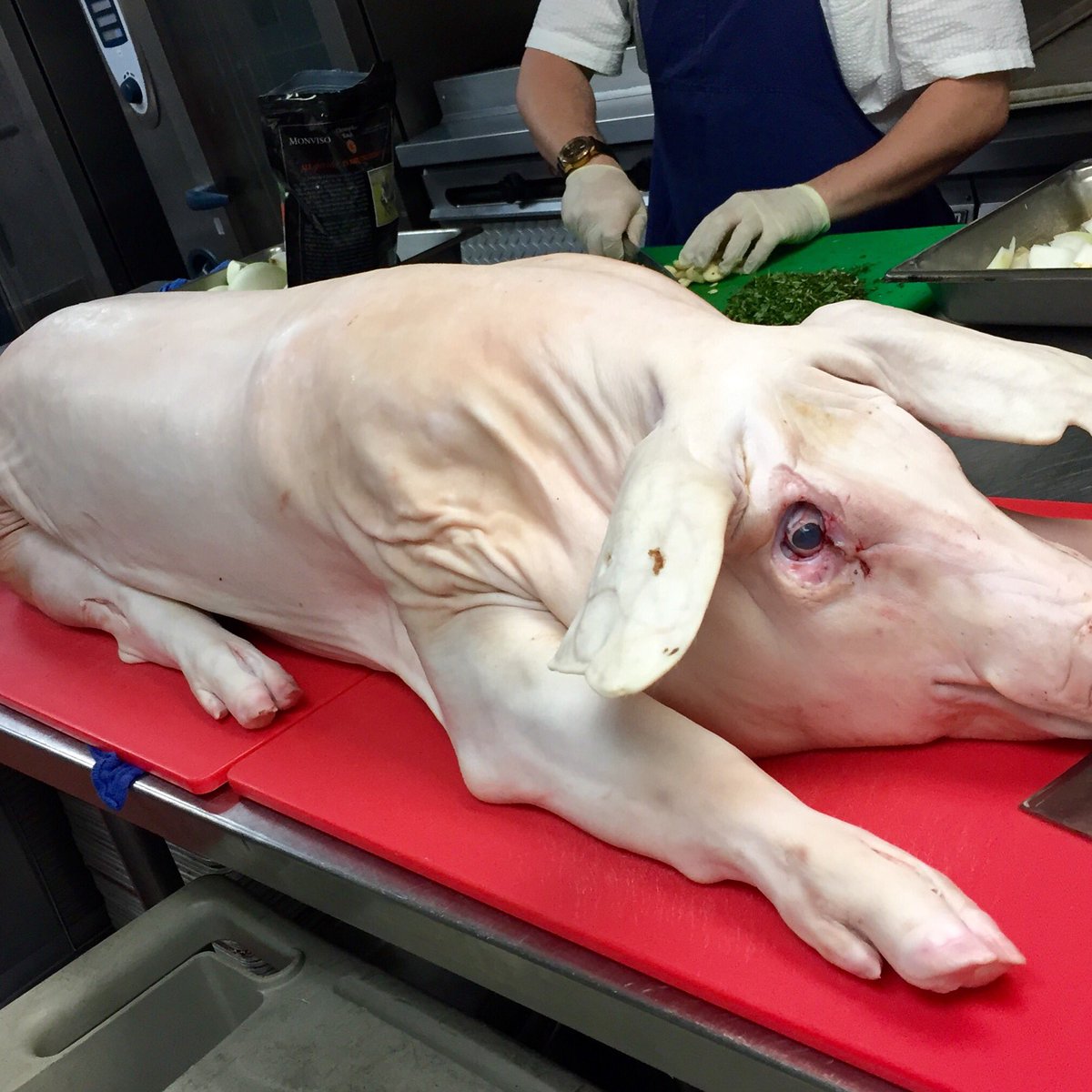 chefjoshthomsen's tweet photo. Let the fun begin! @eaupalmbeach #pigroast #breezeoceankitchen #FathersDay https://t.co/rZImmMbtZh