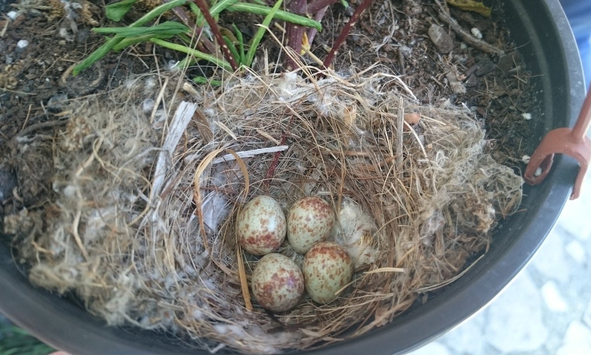 rigbyofthestorm's tweet photo. Vida 💚🐣🌸🌻 https://t.co/GUOtvuXaht