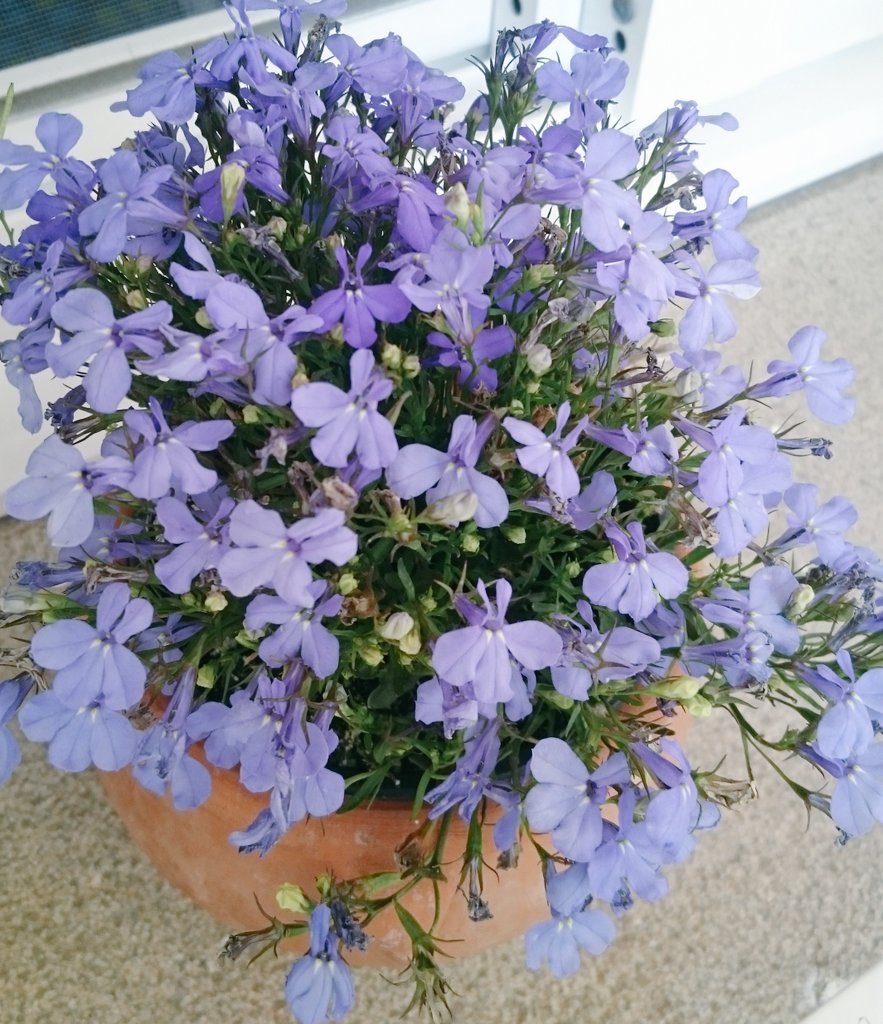 rigbyofthestorm's tweet photo. Vida 💚🐣🌸🌻 https://t.co/GUOtvuXaht