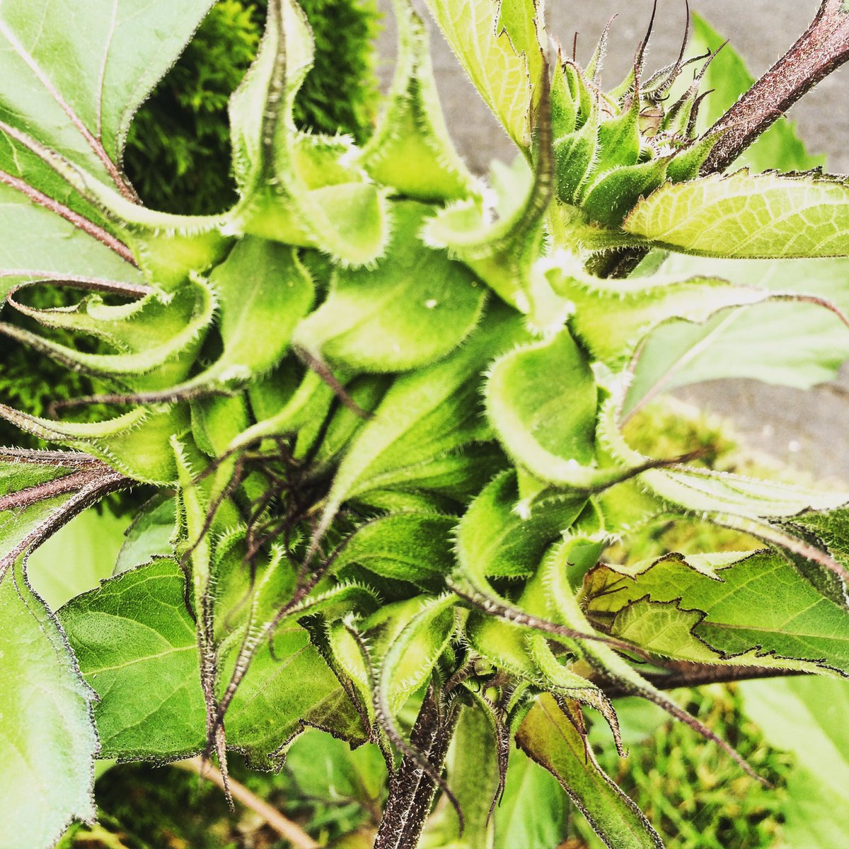 DWalcott's tweet photo. I spy with my little eye... three sunflower heads. #sunflower #sunflowers #flower #flowers #garden #gardening https://t.co/kEMsiyzOqH
