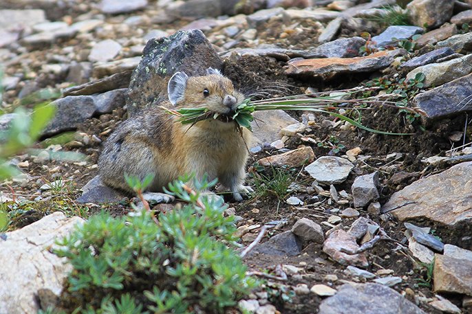 Warming temperatures have put the pika in danger of extinction reut.rs/28KVU2c #ActonClimate