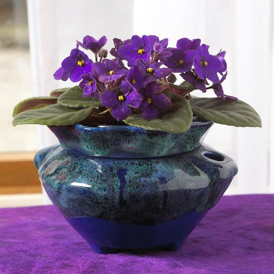 Blooming #houseplants! #selfwatering with #easygardening bhg.com/gardening/hous…