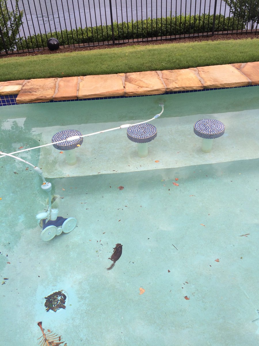 RadioGodStu's tweet photo. Storm blew a chipmunk in the pool and he didn't survive #RIPChipMunk https://t.co/21Nhe4FUKH