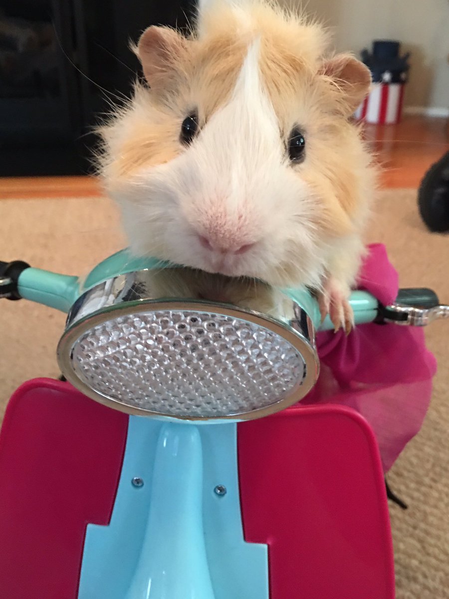 loganriley2's tweet photo. @TheVampsJames Riley's BFF is ready for summer....Chillin' on his new scooter!  🐹❤️🌞⛱🍺 https://t.co/U7jlpMqOfe