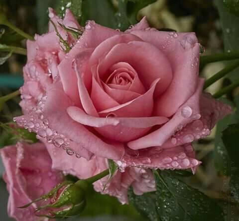 pegaso6038's tweet photo. #FFSol @susanaurue https://t.co/ZySVroJXK1