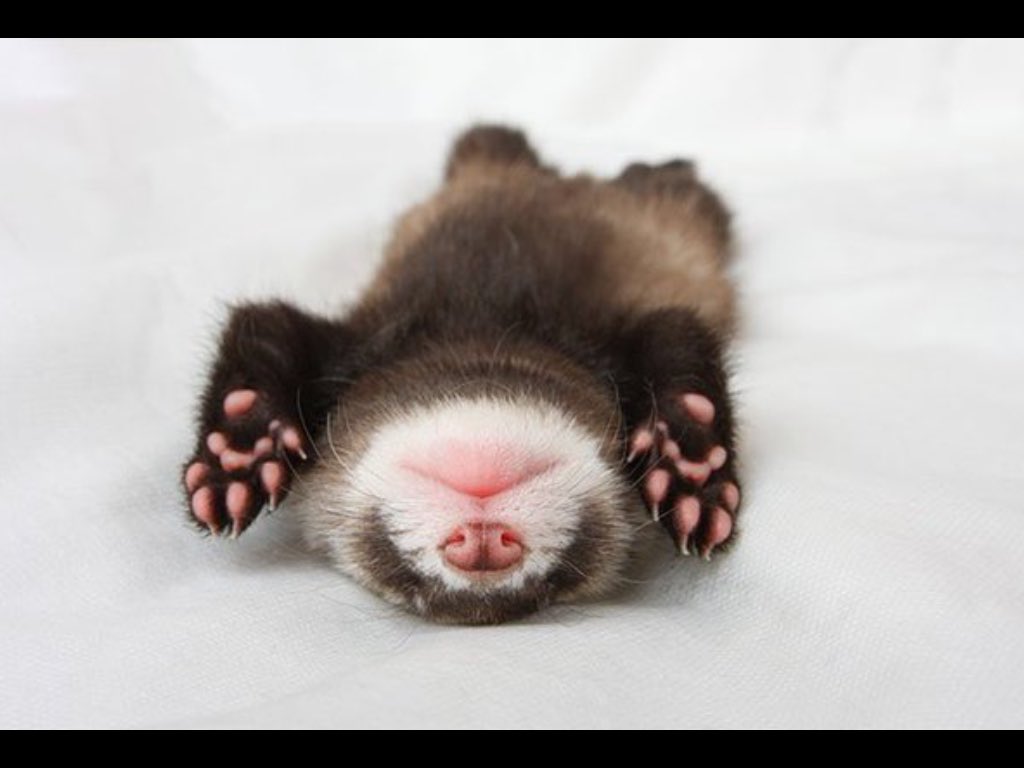 BuellerFerret's tweet photo. @angusmacferret @toni_toniham @Furrystoat Ready for the weekend. https://t.co/7nmNab6TVe