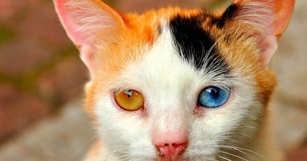 resharelist's tweet image. The 102 Best Cat Pictures On The Internet resharelist.com/cat-pictures/