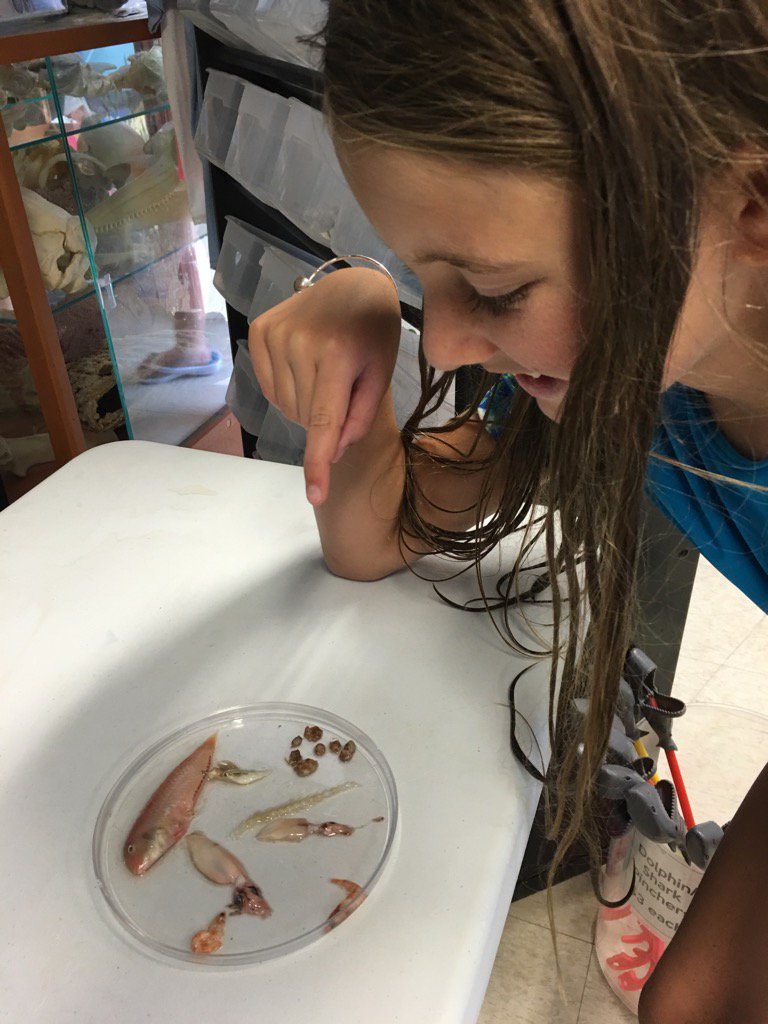 SRC_Teach's tweet photo. Why is lion fish enemy #1? Dissect it. It eats everything. @NavarreBMSS @MauroCharlene  @michaelthorpe36 https://t.co/tHP54vD1re