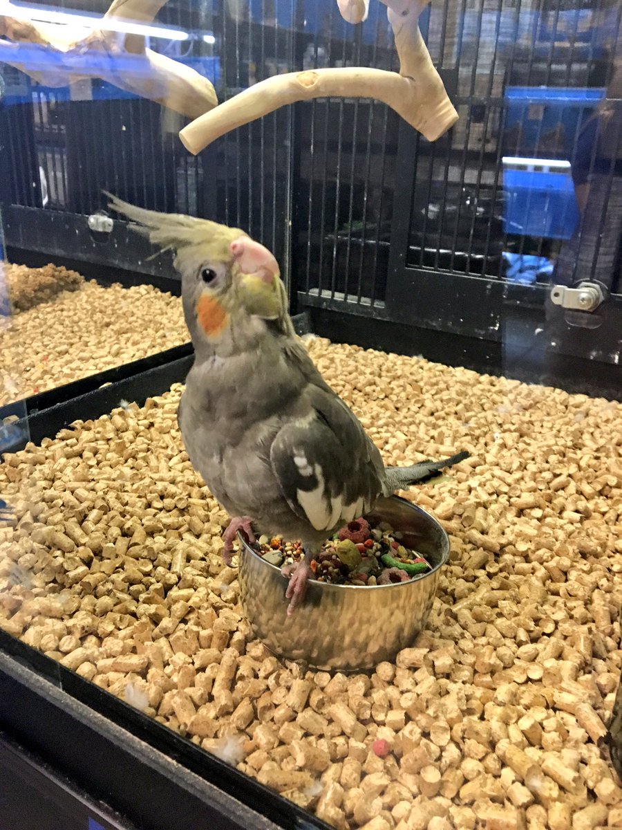 DPeirse's tweet photo. Babe the Cockatiel is currently available for adoption at Petsmart East Liberty!! https://t.co/aaqYnrUz19