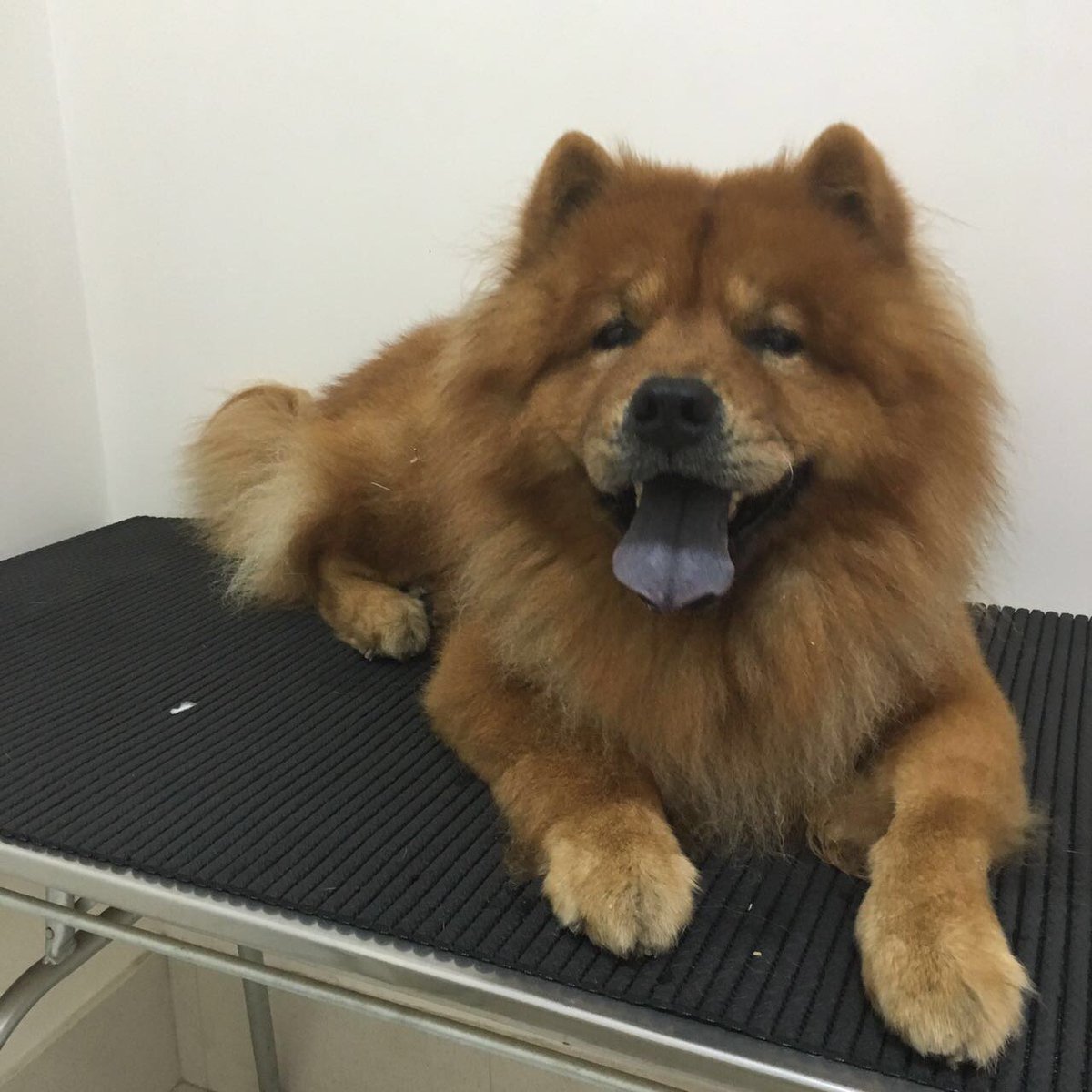 folha's tweet photo. Problemas de locomoção, desorientação e mudança de humor atingem cães idosos https://t.co/Vg8RiLDy9L https://t.co/ynSnn4bynH