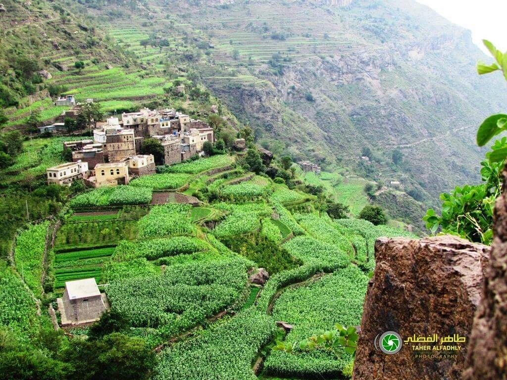 🍀🌷السلام عليكم
مساءكم وطني
مساءكم تلكم الوديان وذلكم الأنسان المكافح
مساء يٌعانق زبيد وصبر والمحويت 🍀🌷