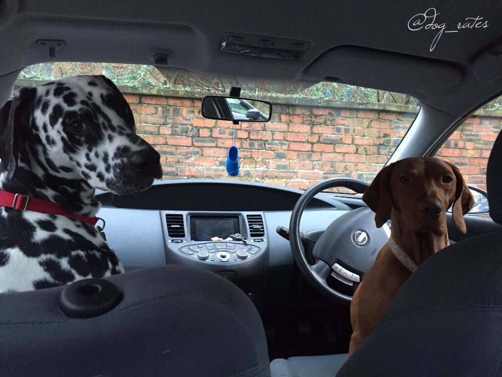 WeRateDogs tweet media