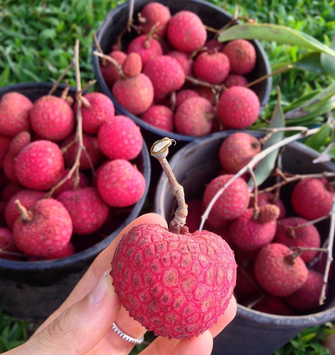 katlgreen's tweet photo. jumbo #lychees in this #fruit #harvest 👌🏼🍒 #gofruityourself w/ a #monomeal 😛 #litchi #liche #liechee #lizhi #lychee https://t.co/NJoksaohf1