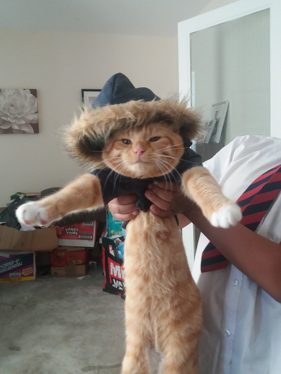 Oneviolentkitty's tweet image. I will not forget this !