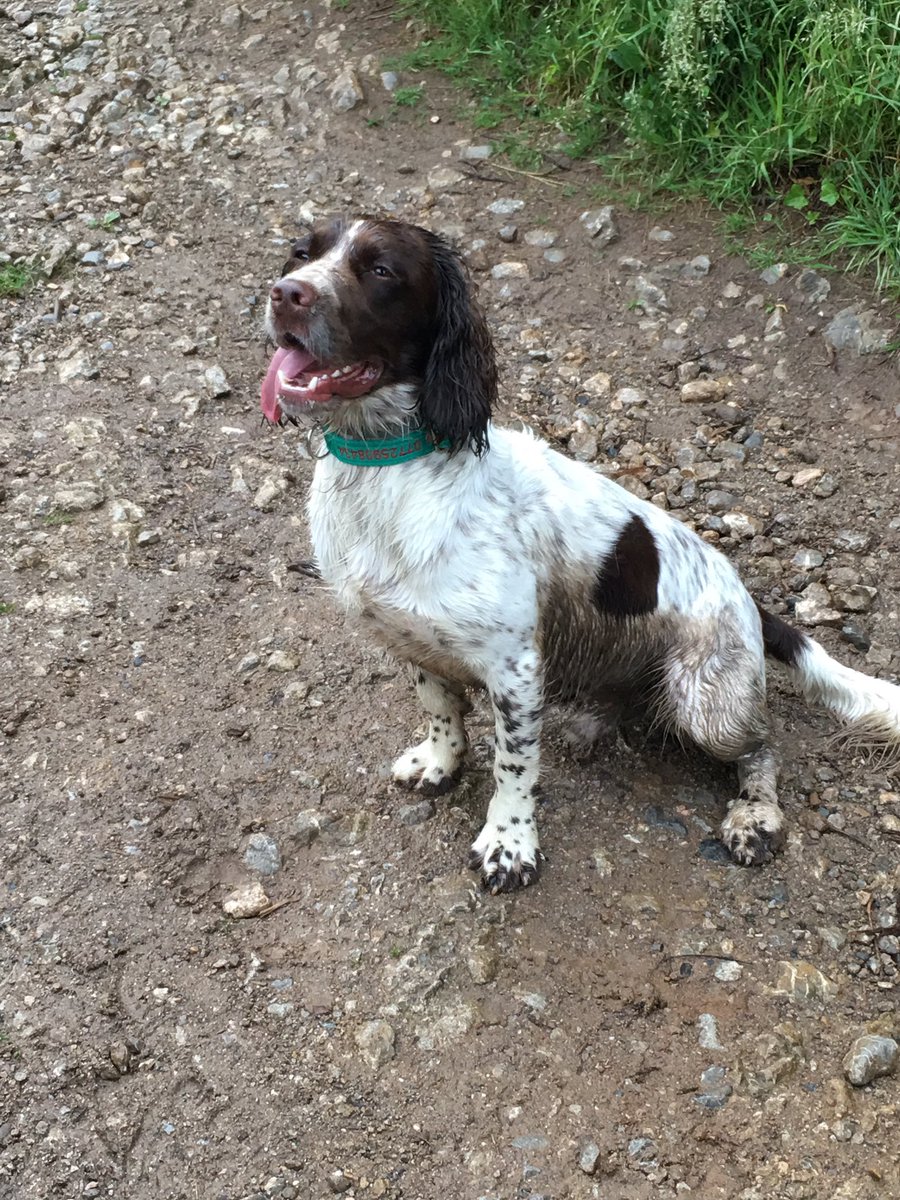 Spotthesprocker's tweet photo. Hoomum says I need a bath when I get home😕 #good walk #hoomansexercised https://t.co/LfHgykZ9Nu
