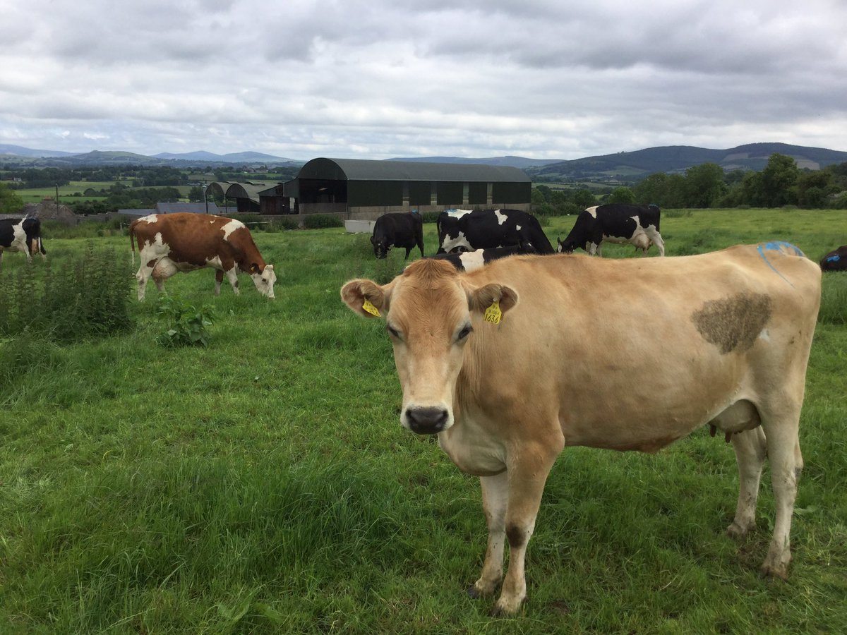 CoolattinC's tweet photo. Cheese making has begun . Happy cows. Coolattin and Mount Leinster 2016 in production https://t.co/1F3Me2INit