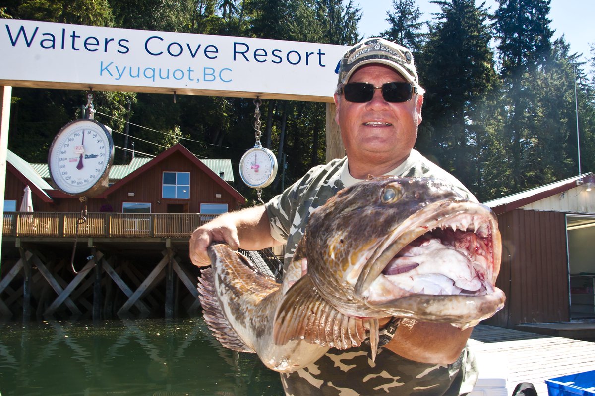 WaltersCove's tweet photo. #FishyFriday! Codzilla from Kyuquot! https://t.co/NMIJqHLMXb