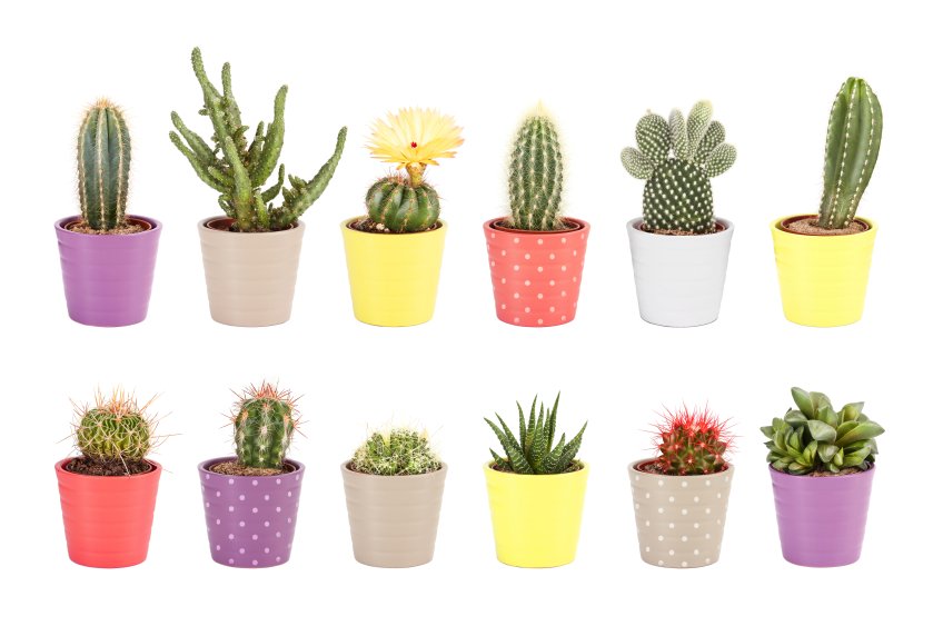 AGCofCA's tweet photo. Save Water With Tiny Little Succulents https://t.co/jqs2QqkLnS #landscaping #gardening #drought https://t.co/UzvpeCG7W2