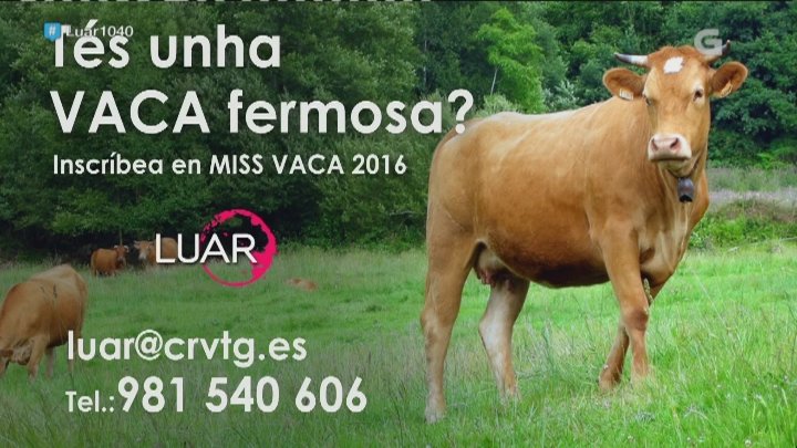 Tes unha vaca fermosa?🐮 Inscríbea no Miss Vaca 2016 de <a href="/luartvg/">LUAR</a> #Luar1040