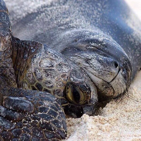 cutiemcanimals's tweet photo. Everyone needs a snuggle partner! #happyseal #sillyturtle https://t.co/EzgJFgt7Ib