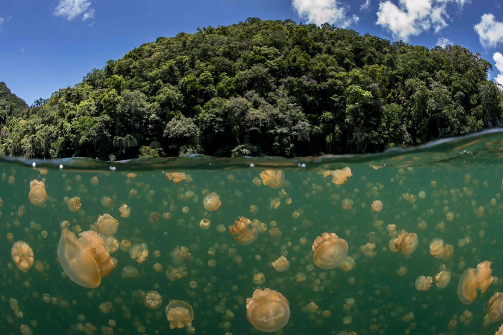 places_of_earth's tweet photo. Jellyfish Lake, Palau -- the jellyfish have lost their sting over time, allowing people to swim with them 😍🐠 https://t.co/Uy3eLUtvI3