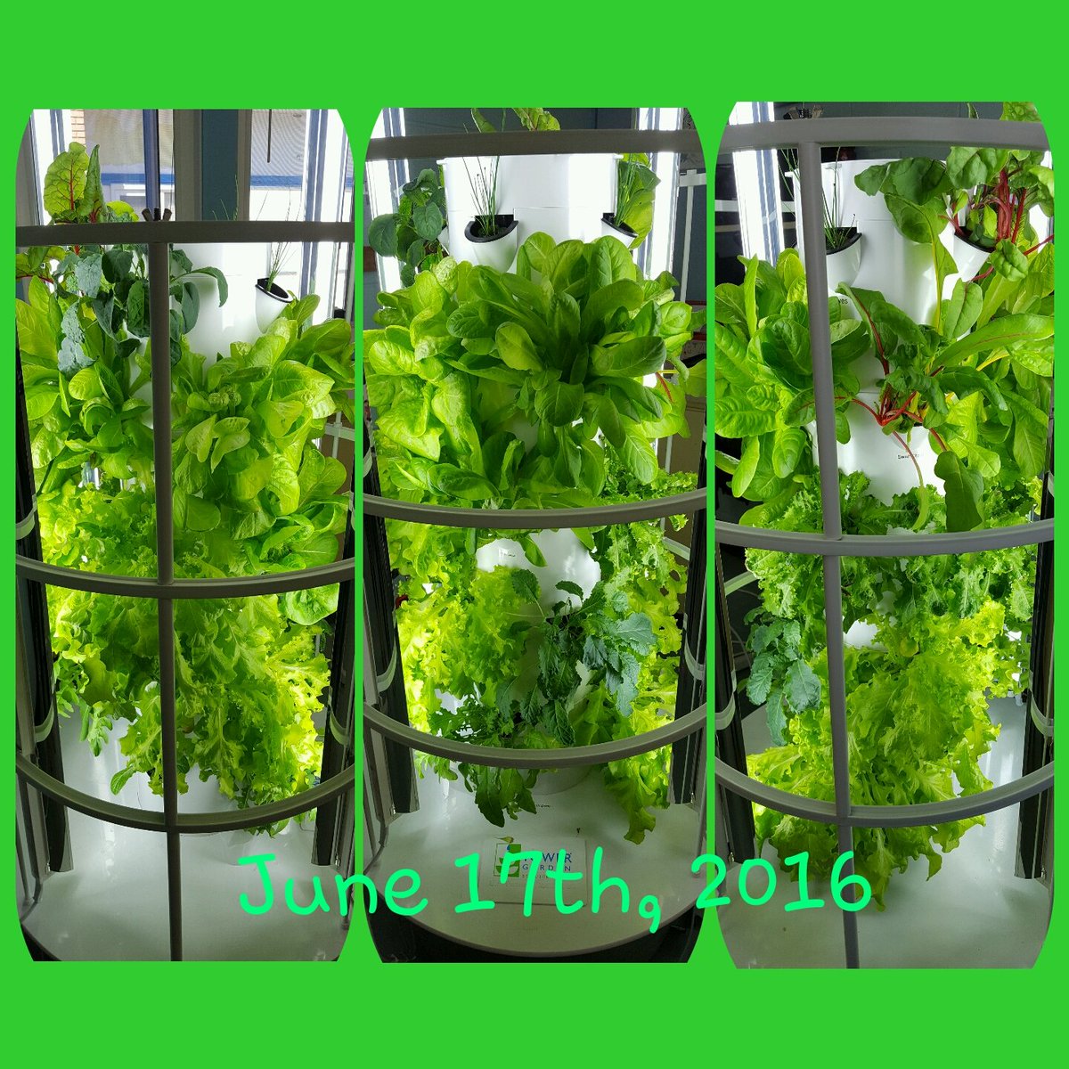 DCS5and6's tweet photo. WOW! I feel a feast coming on in the 5/6 room! #towergarden https://t.co/S88T1w0Nkg