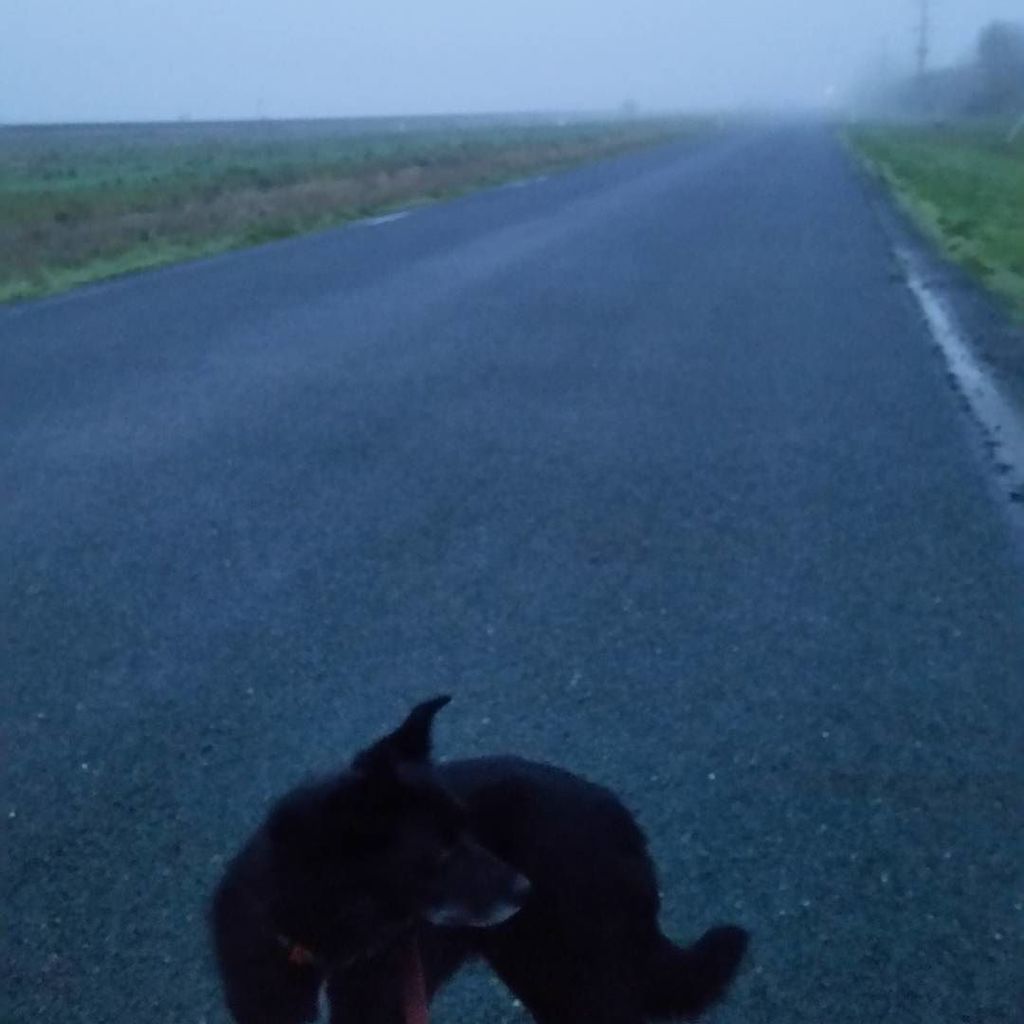 diannegtaylor's tweet photo. A beautiful misty walk this morning - the world quiet and still with only the sounds of bi… https://t.co/PK22bHkZf2 https://t.co/kgqTscjdLF