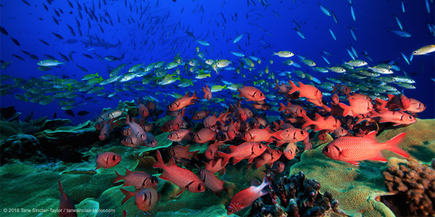 Nature's tweet photo. How to harness the resilience of healthy coral 'bright spots' shining amid global bleaching? https://t.co/2ufPhKbvsZ https://t.co/9wxVy8Of7v