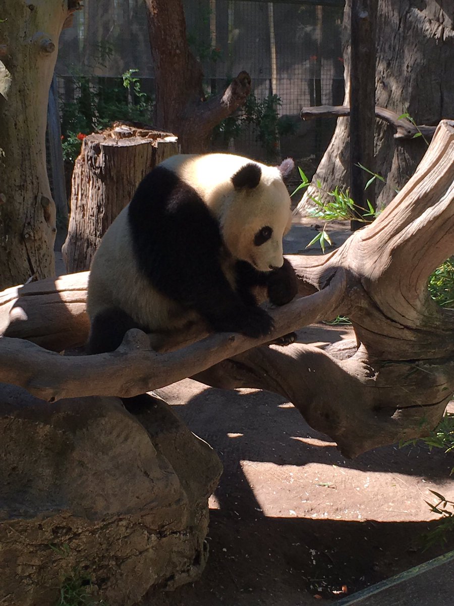 cgryder12's tweet photo. Just a panda doing some panda things https://t.co/wyH0vOfH1l