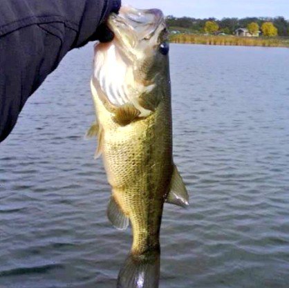Fishing_Daily_'s tweet photo. https://t.co/irT9hMxmjT