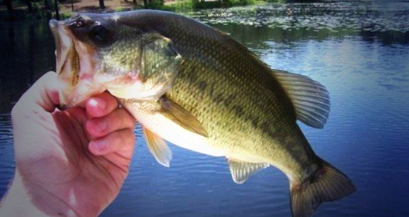 Fishing_Daily_'s tweet photo. https://t.co/nS5dl7im0p