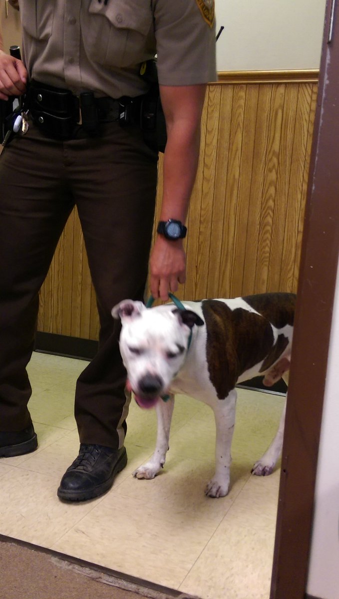 stlcountypd's tweet photo. Before we could leave the station, Ofc. Nieman found this guy wandering in the middle of New Halls Ferry. #stlcopd https://t.co/ABdQ4UWmrC