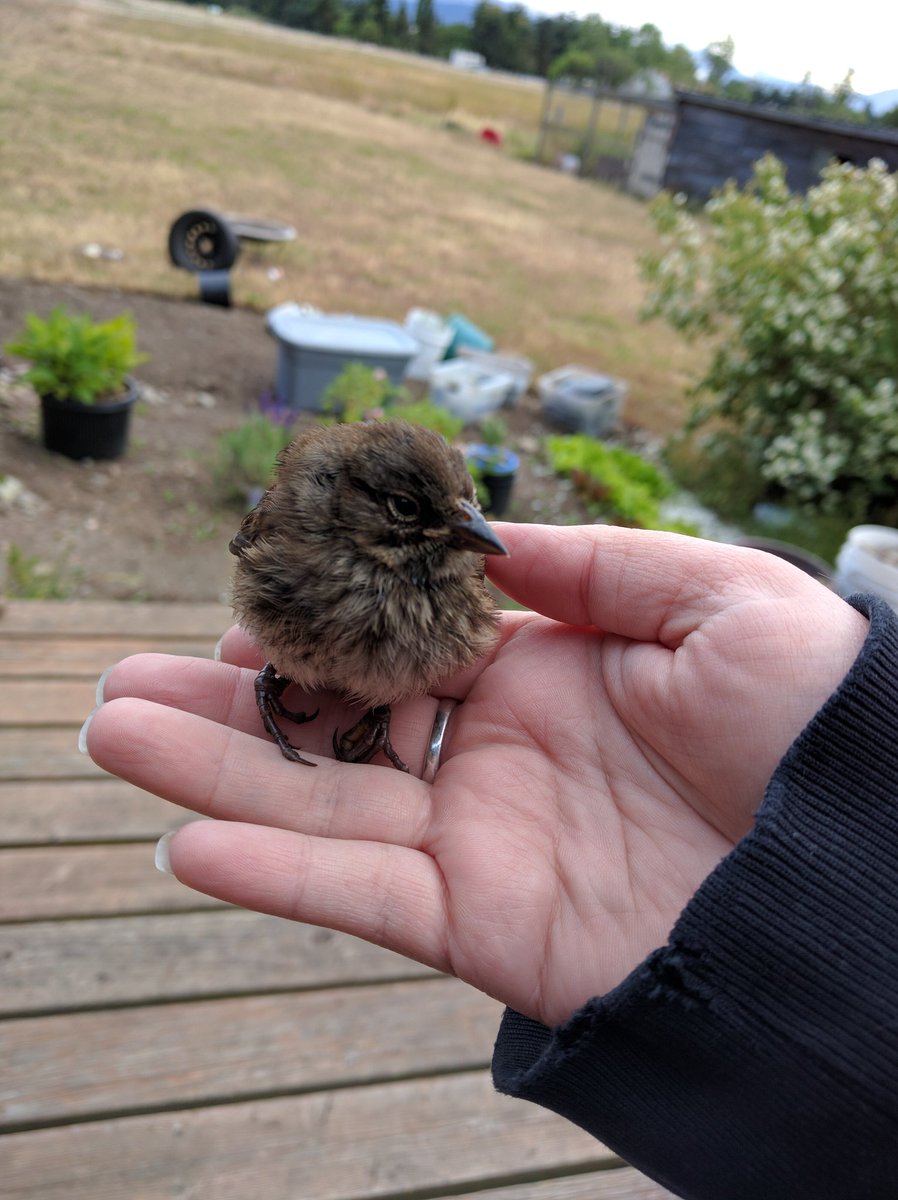 Kiitsuchan's tweet photo. Oh hey, little bird... #TheRealSnowWhite #SnowWhiteProblems https://t.co/57VGJGyO9J