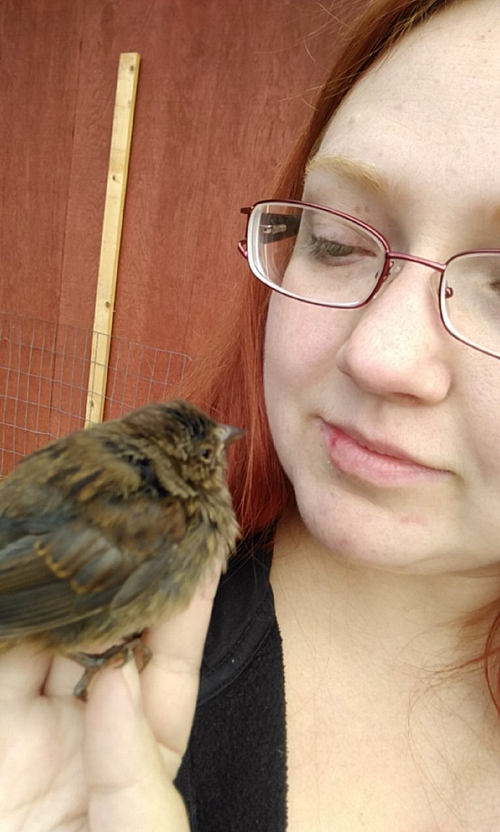 Kiitsuchan's tweet photo. Oh hey, little bird... #TheRealSnowWhite #SnowWhiteProblems https://t.co/57VGJGyO9J