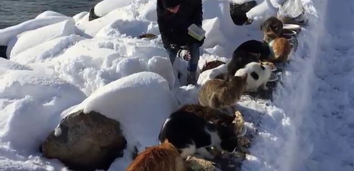 Inspirely's tweet photo. Woman Feeds Hundreds Of Stray Cats Every Day In Freezing Temperatures https://t.co/CeHTfs7eAo #StrayCats #Humanity https://t.co/Me3Ib16PdE