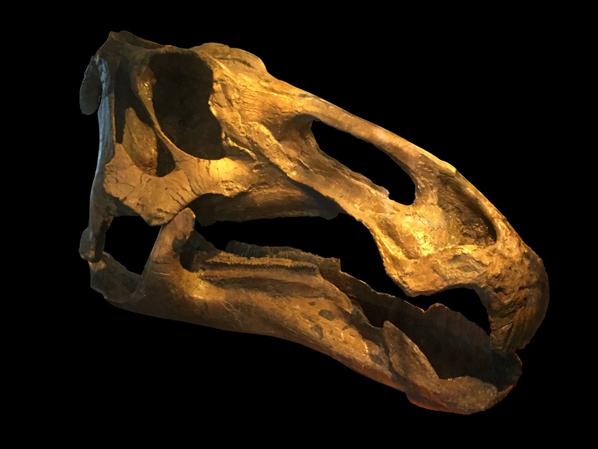 thedoodlingdino's tweet photo. Happy #FossilFriday ! An Edmontosaurus from #LANHM with partially preserved beak. Blog post: https://t.co/B5NwGnZaCt https://t.co/9tXtCNB0Cl