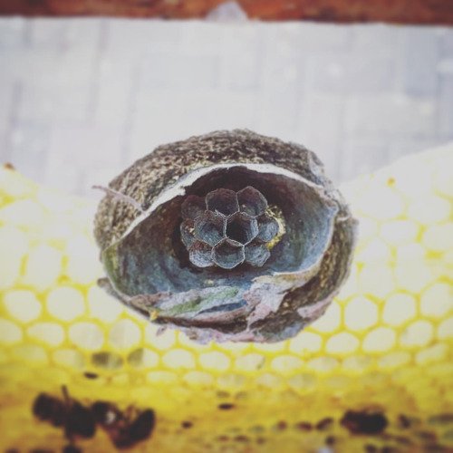 MaldonBeekeeper's tweet photo. #wasp #bees #beekeeper #pest #dmbka #bbka #ebka (at Queenies... https://t.co/5oeeplNo4X