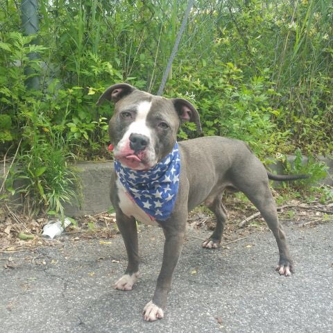 southernpride50's tweet photo. TO DIE 6/18/16. #NYC. 

LUIGI-A1075666-M gray/wht am pit bull ter mx 6 YRS 57.8 LBS 

https://t.co/Pv1hPCr3M7 https://t.co/DSqyAAGRJg