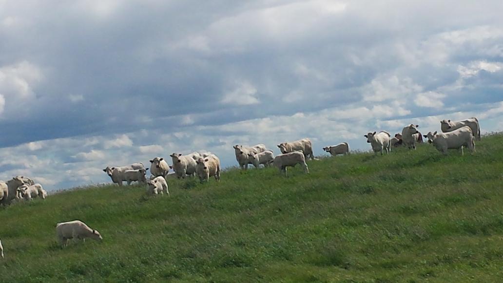 TownSqCon's tweet photo. Great tour #KayRCharolais @canCharolais @NorthlandsAg #westcdnag https://t.co/LVjEXyNXsl